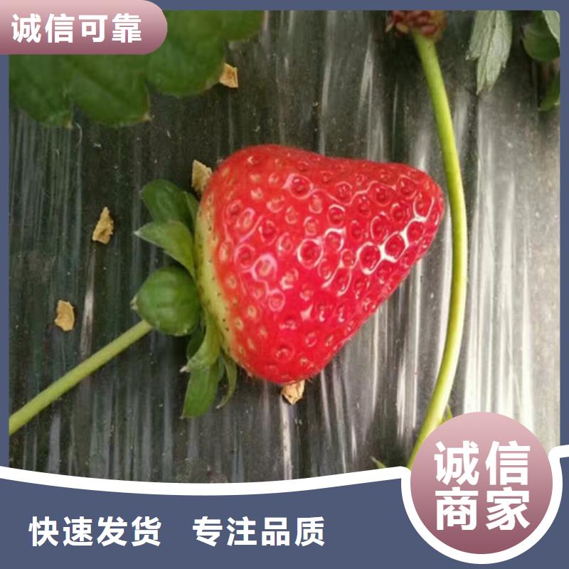 【草莓苗蓝宝石葡萄树苗根据要求定制】