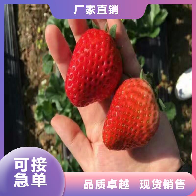 草莓苗果树苗满足客户需求