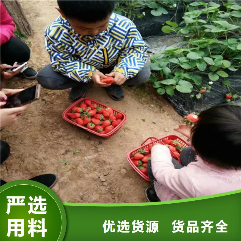 【草莓苗】桃树苗品质不将就