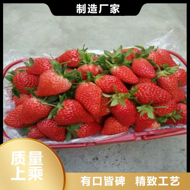 草莓苗草莓苗价格自产自销