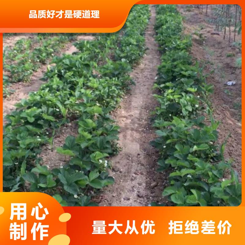 【草莓苗】-青苹果树苗优质材料厂家直销