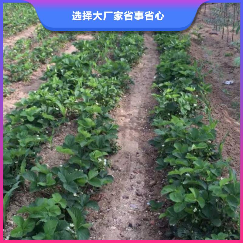 【草莓苗果树苗规格齐全实力厂家】