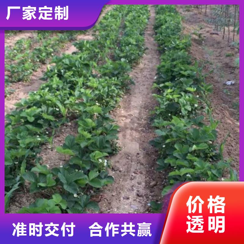 【草莓苗】樱桃苗基地专注细节更放心