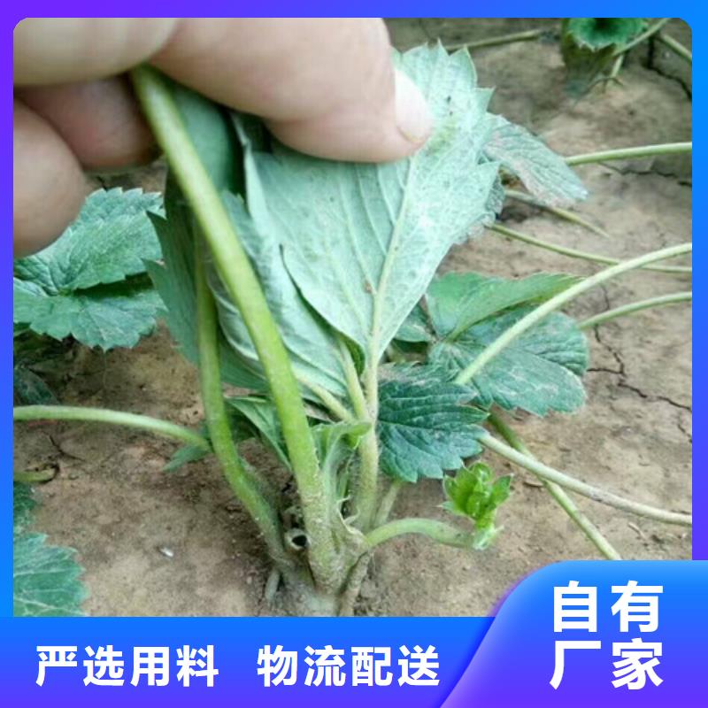 草莓苗【梨树苗基地】为您精心挑选