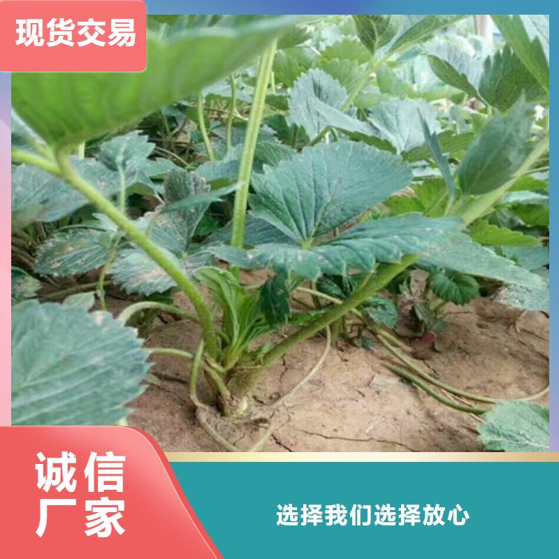 【草莓苗果树苗老客户钟爱】