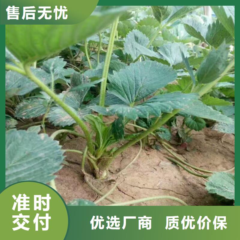 草莓苗草莓苗价格品类齐全