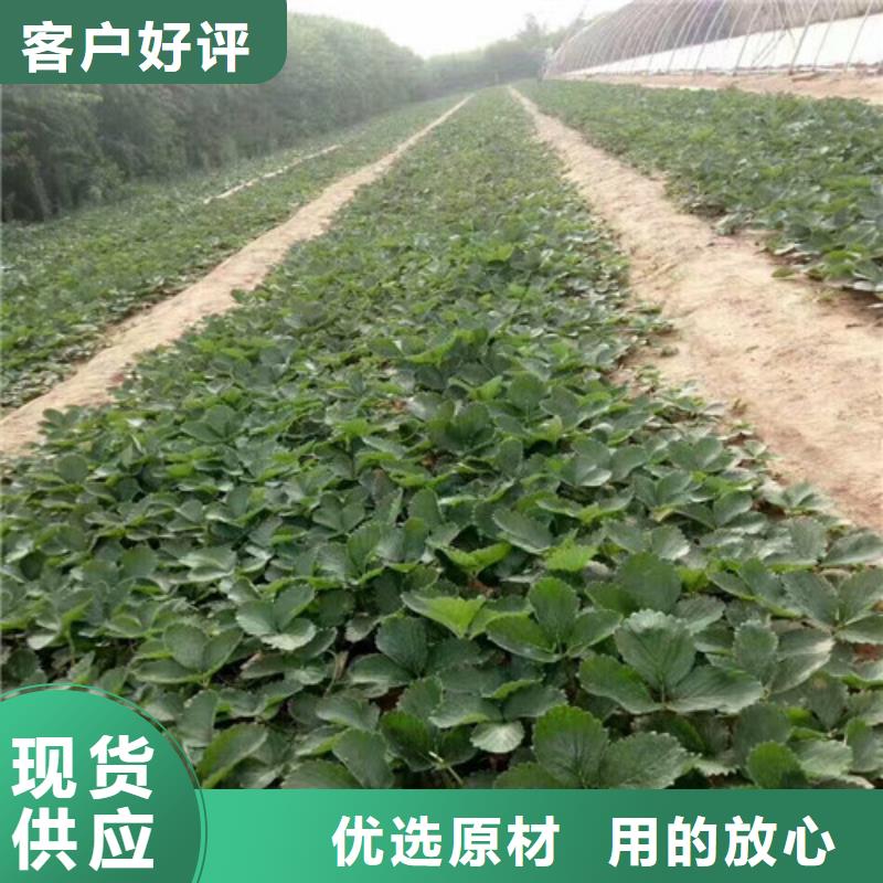 草莓苗草莓按需定制真材实料