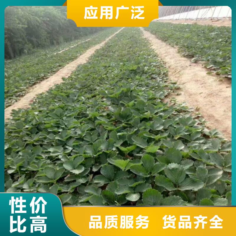 草莓苗苹果苗值得买