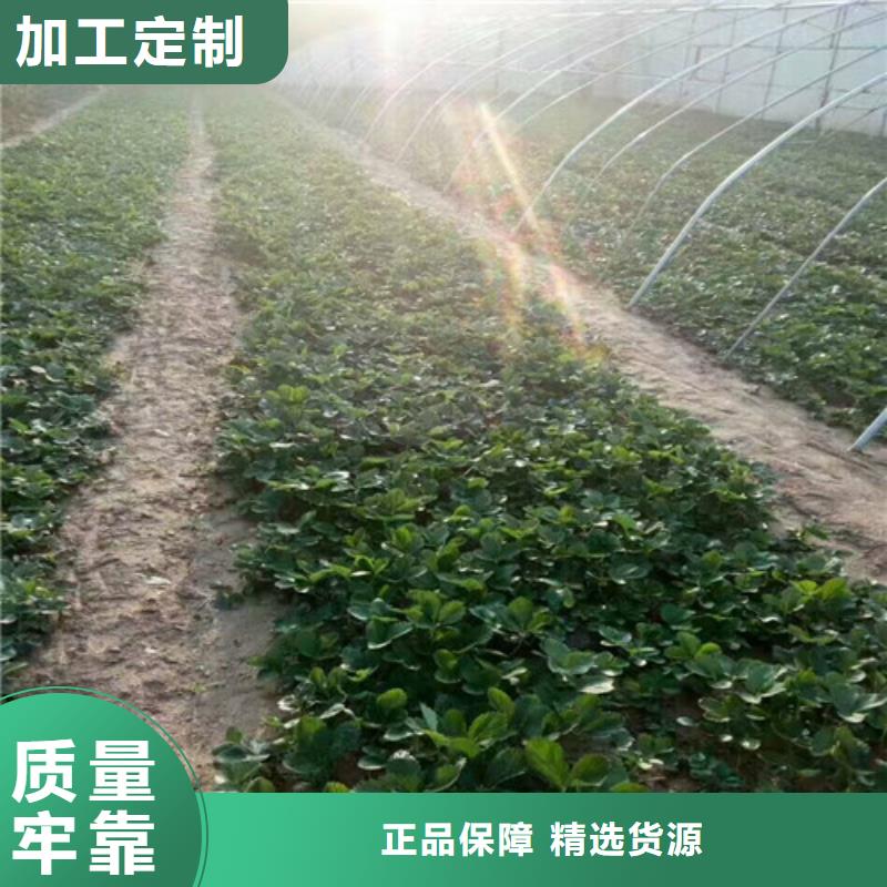 【草莓苗果树苗批发基地适用场景】