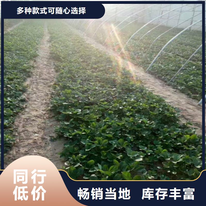 草莓苗梨树苗基地满足多种行业需求