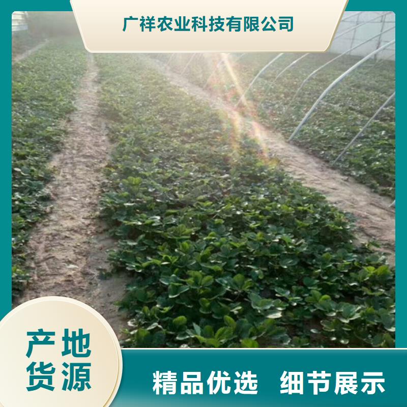 草莓苗,徐香猕猴桃树苗高品质现货销售