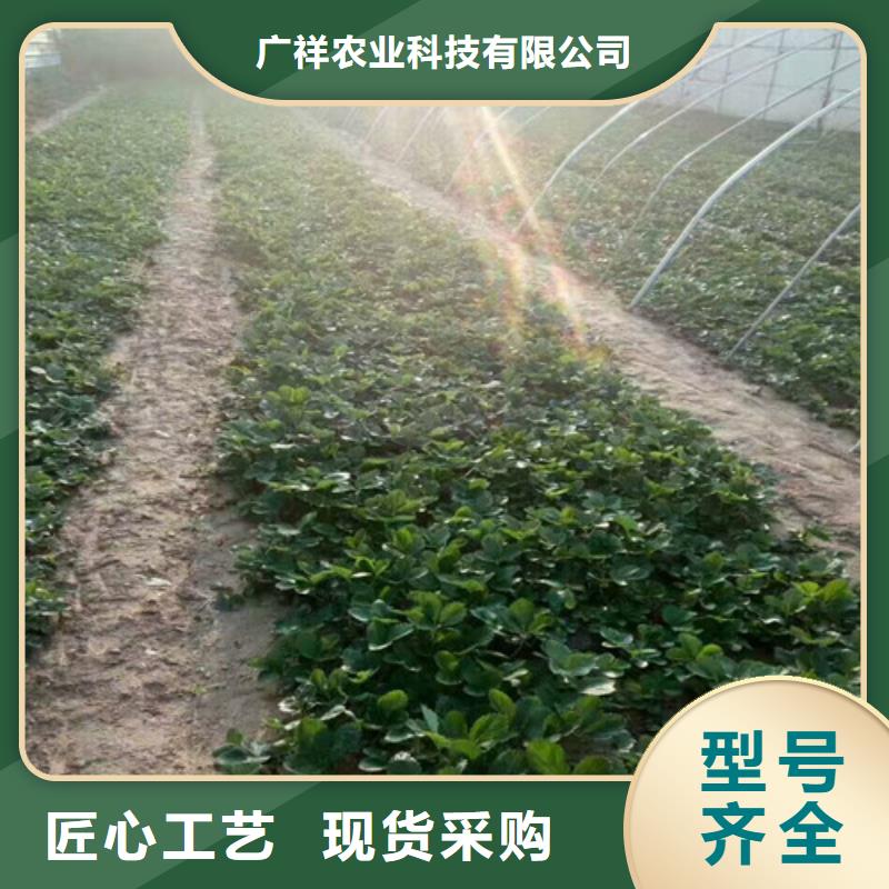 草莓苗大棚草莓苗专业生产品质保证