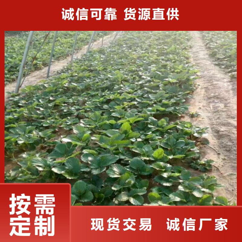 草莓苗大棚草莓苗专业生产品质保证