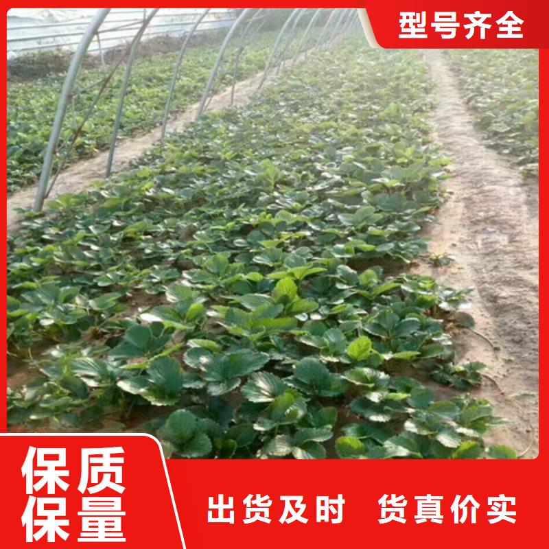 草莓苗-苹果苗质检合格出厂