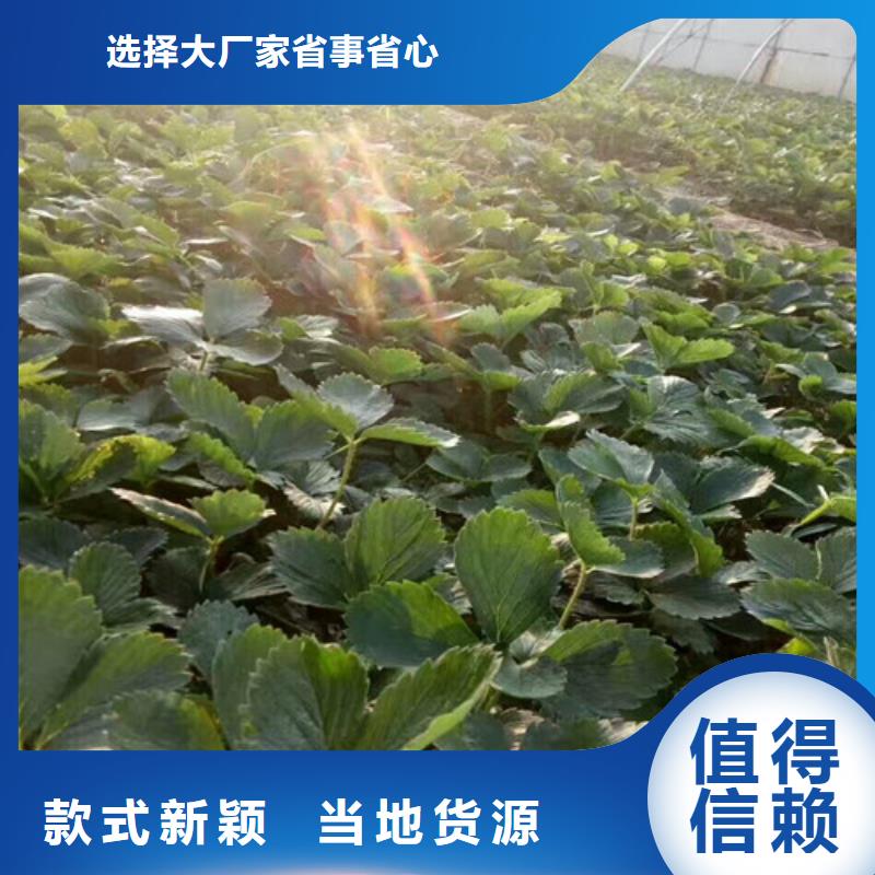 草莓苗大棚草莓苗欢迎新老客户垂询