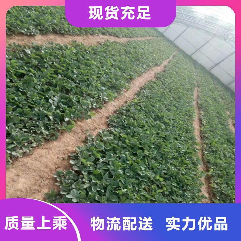 【草莓苗蓝宝石葡萄树苗根据要求定制】