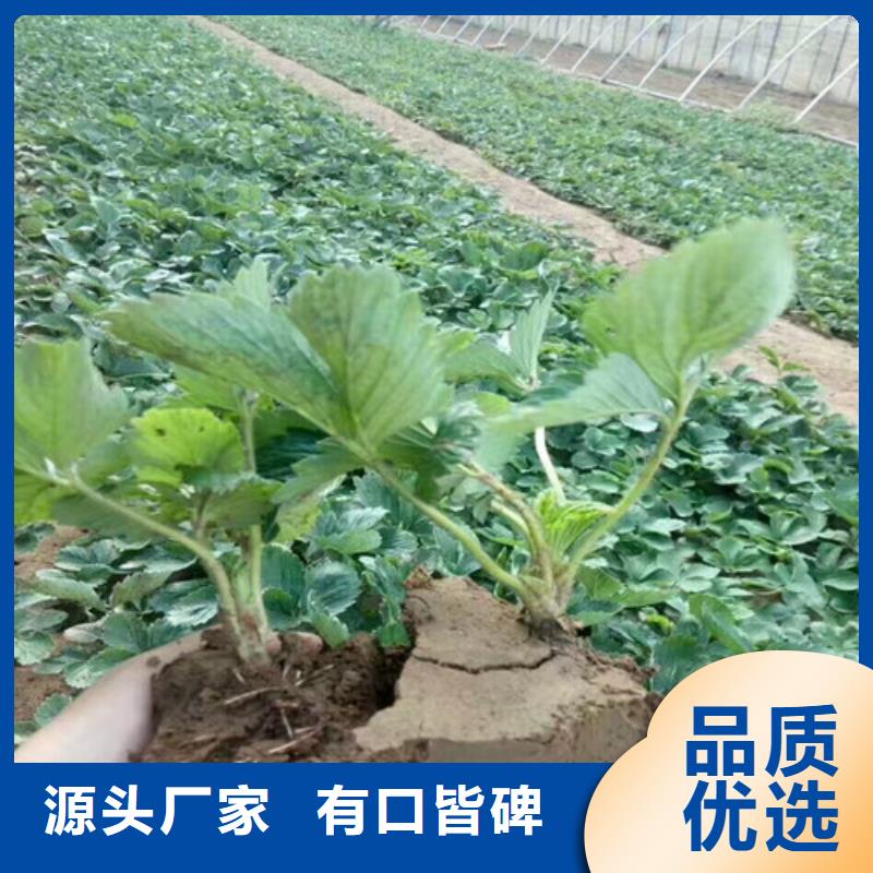 草莓苗【软籽石榴树苗】源厂直销