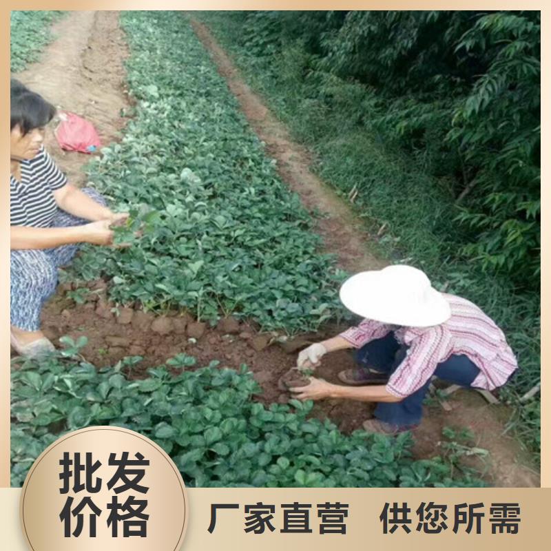 【草莓苗】冬雪蜜桃树苗敢与同行比质量