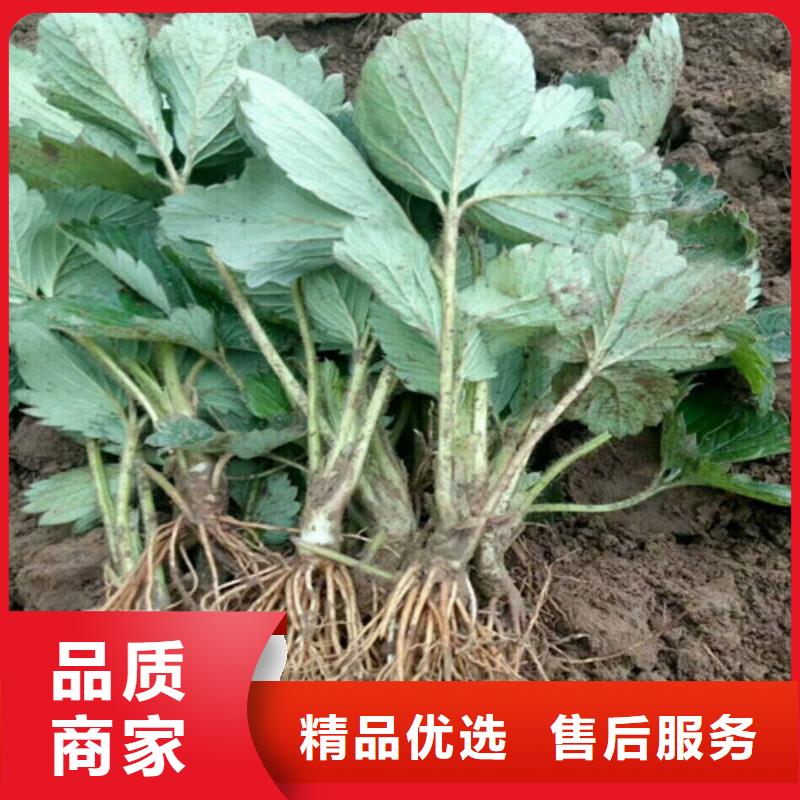 草莓苗桃树苗拒绝伪劣产品