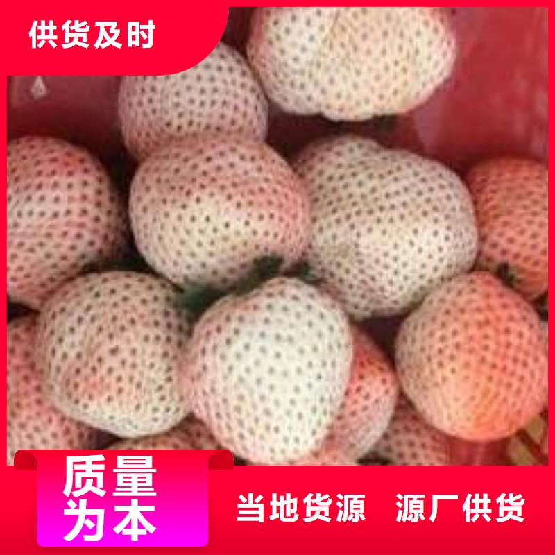 草莓苗葡萄苗值得买