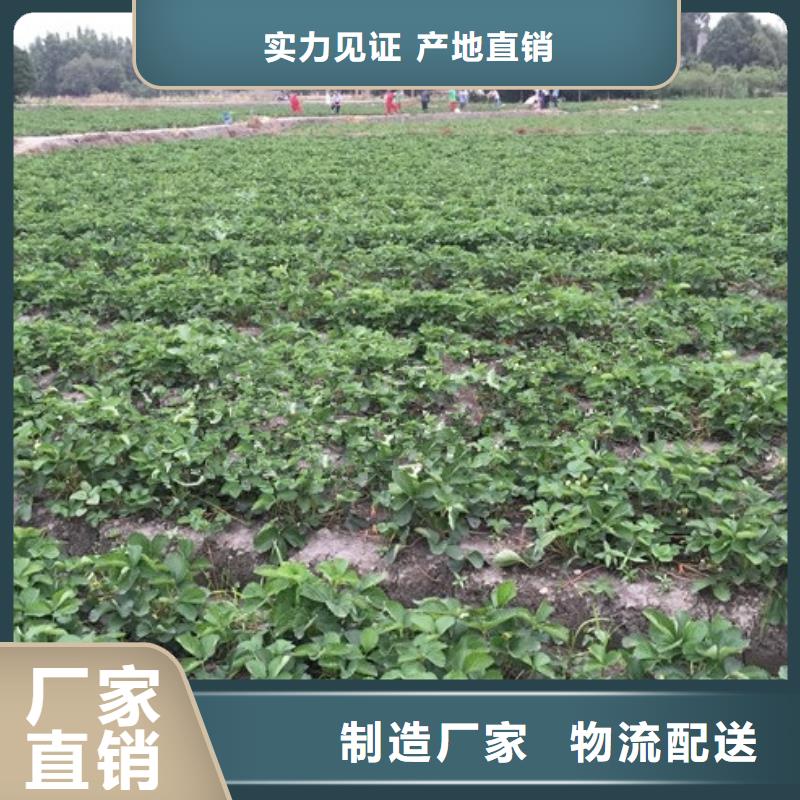 草莓苗【软籽石榴树苗】源厂直销
