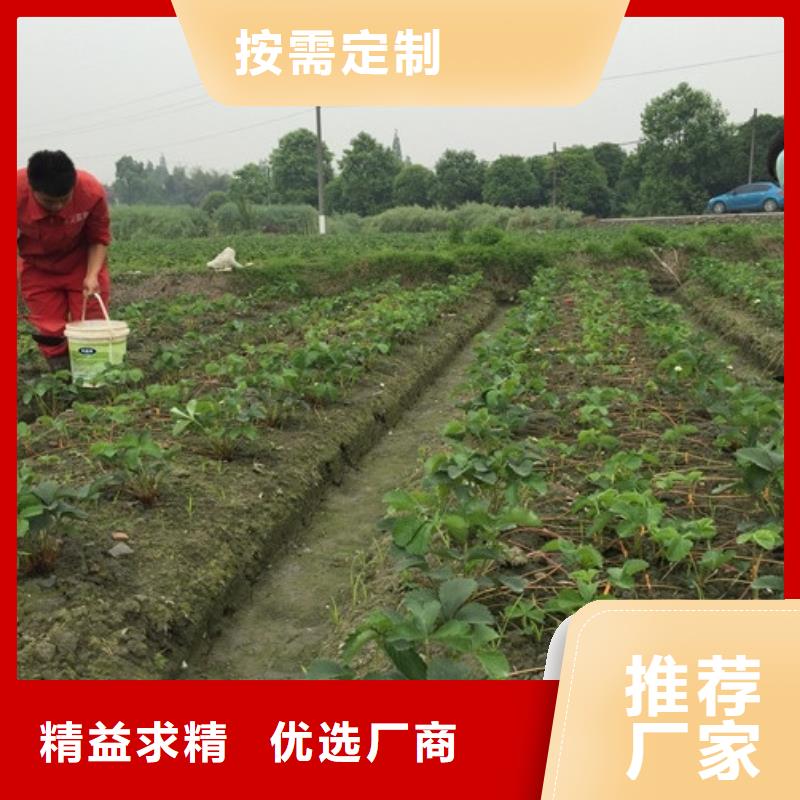 草莓苗青苹果树苗来图来样定制