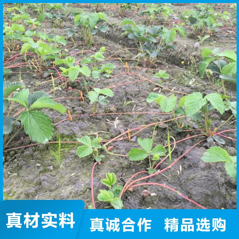 草莓苗草莓苗价格自产自销