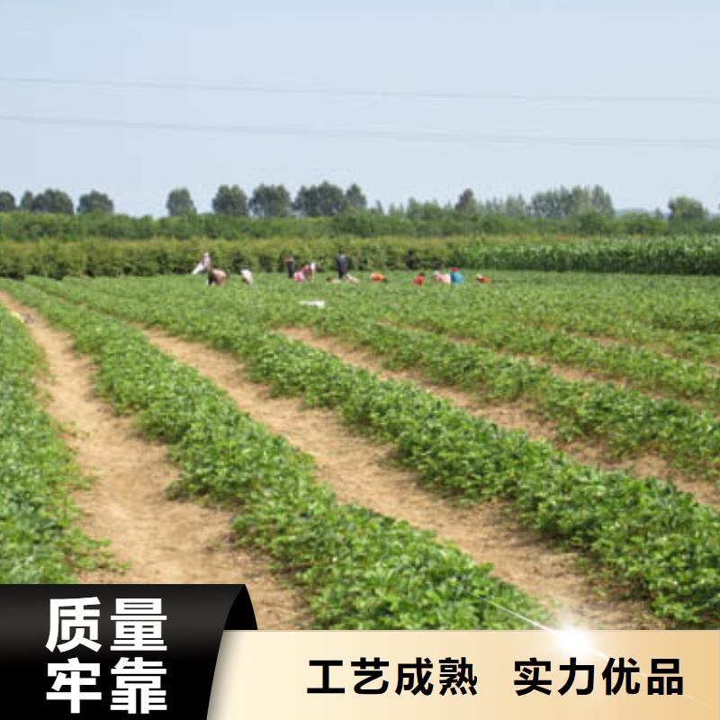 草莓苗【果树苗批发基地】好货采购
