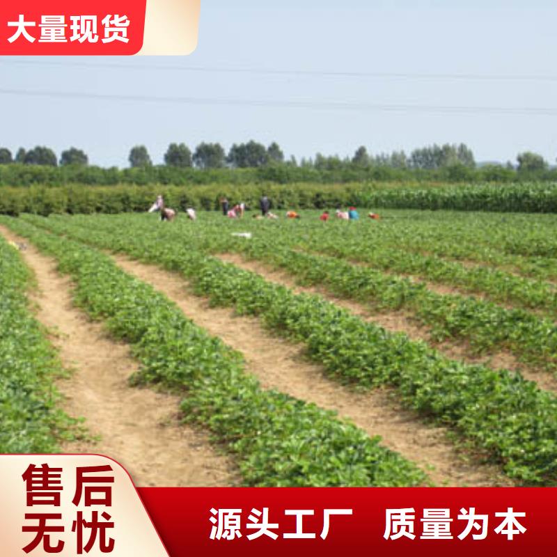 草莓苗_梨树苗多年厂家可靠