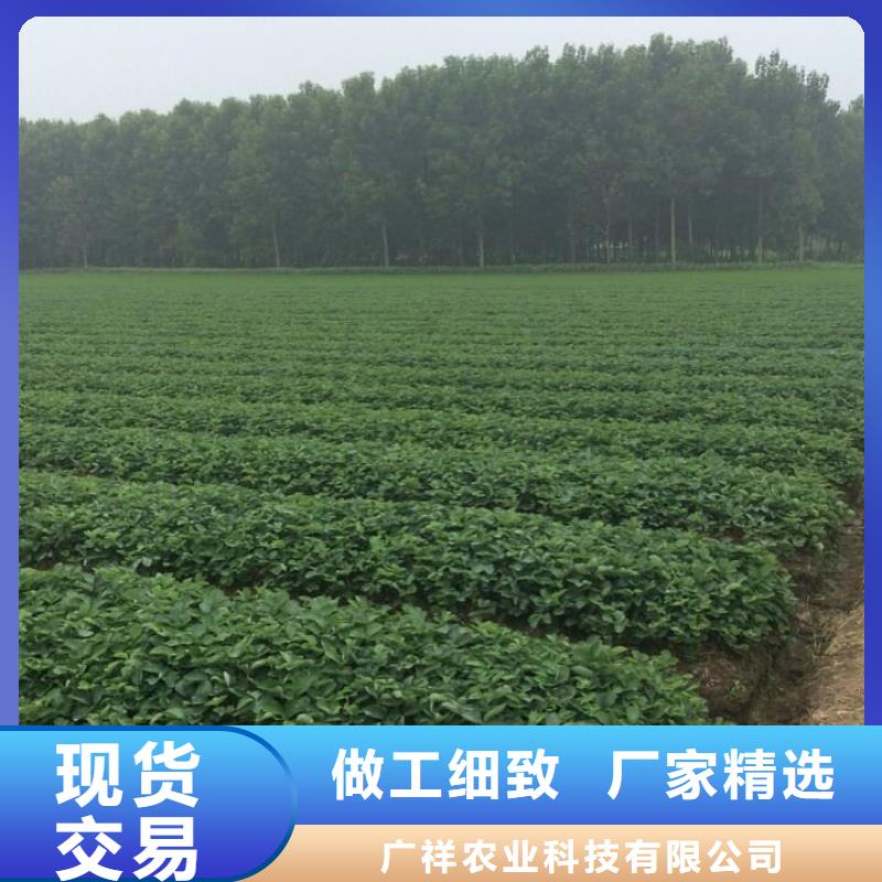【草莓苗】-青苹果树苗优质材料厂家直销