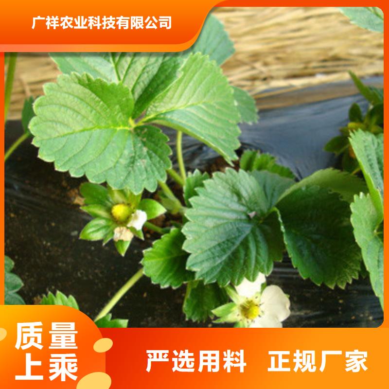 草莓苗_桃树苗基地市场行情