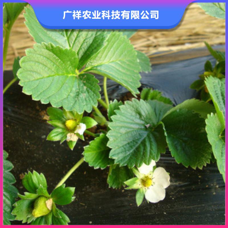 草莓苗,红油香椿树苗为您提供一站式采购服务