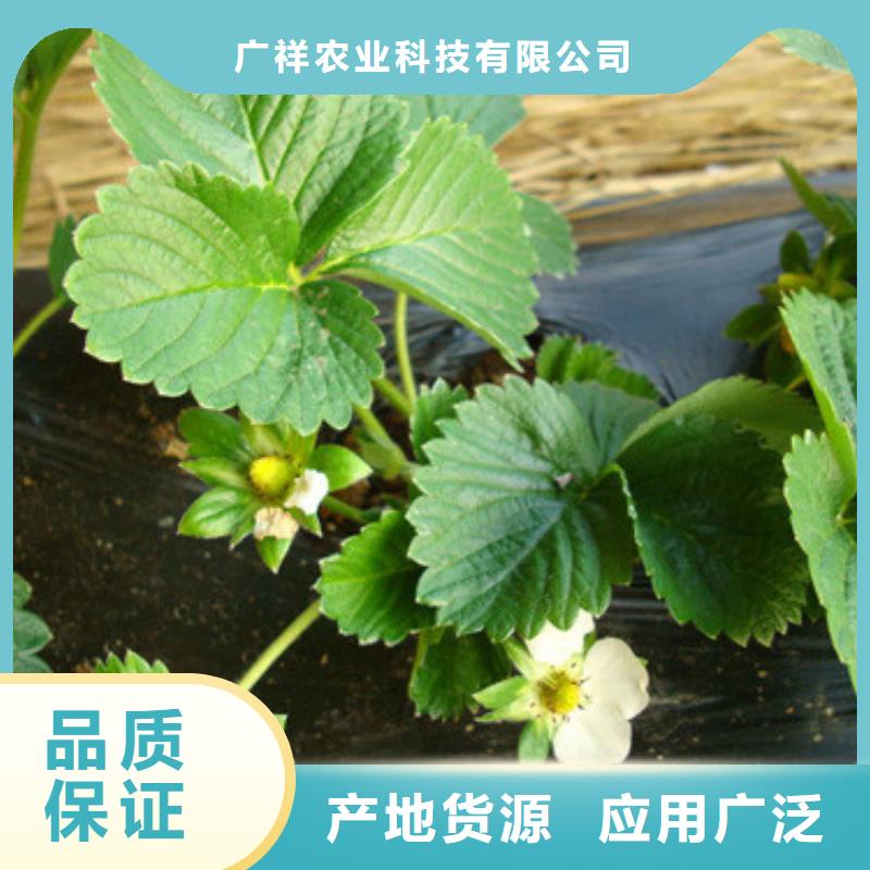 草莓苗,桃树苗严选用料