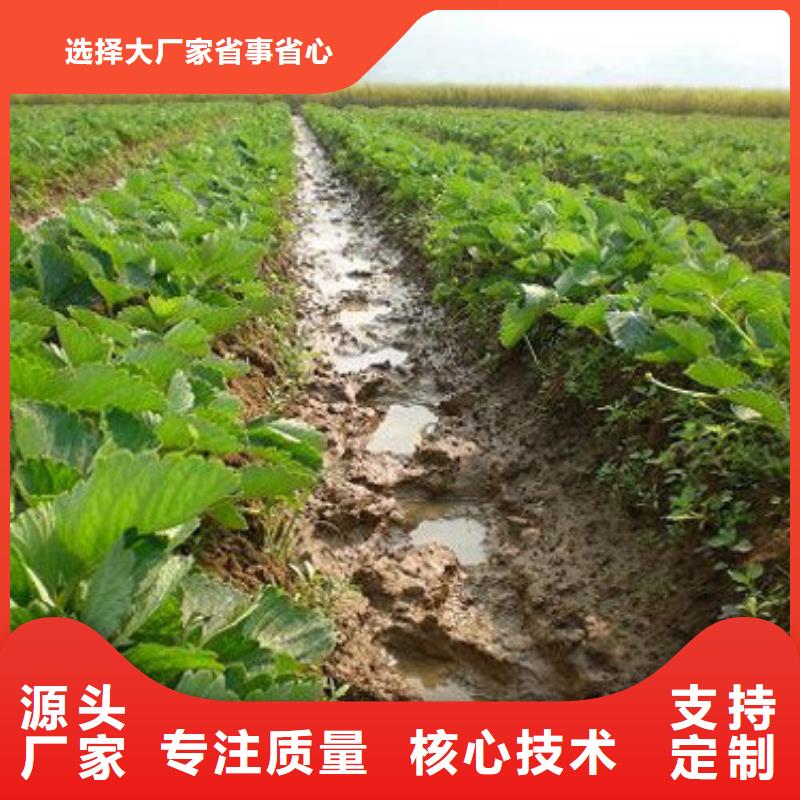 草莓苗_苹果苗多种场景适用