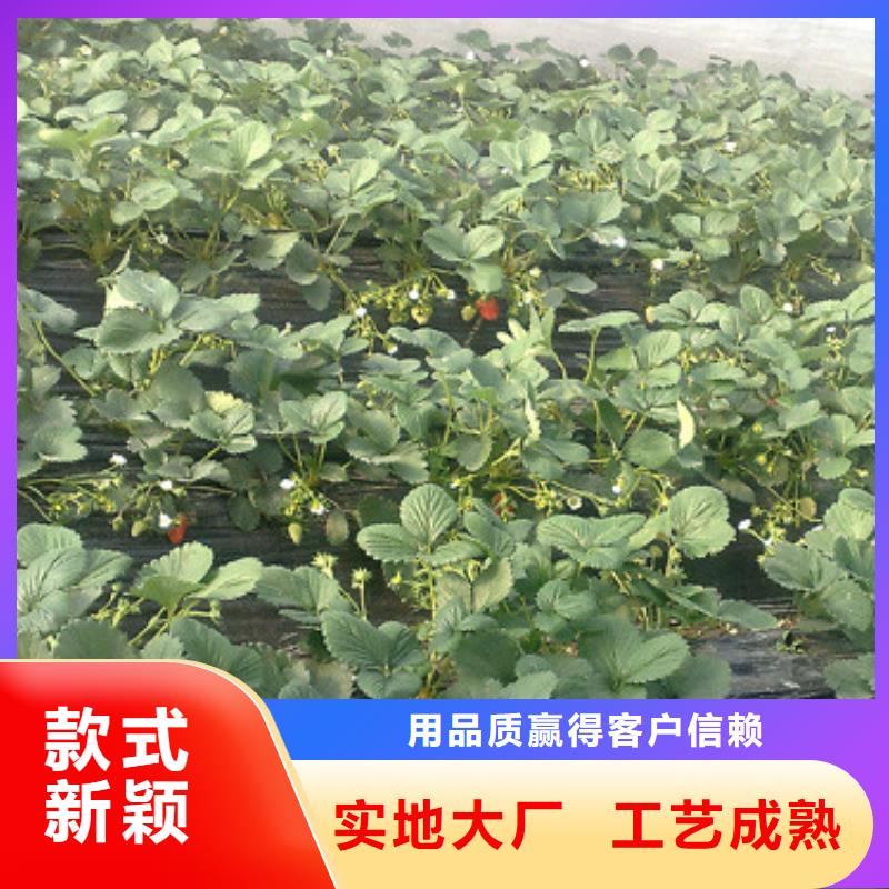 【草莓苗蜂糖李子树苗适用范围广】