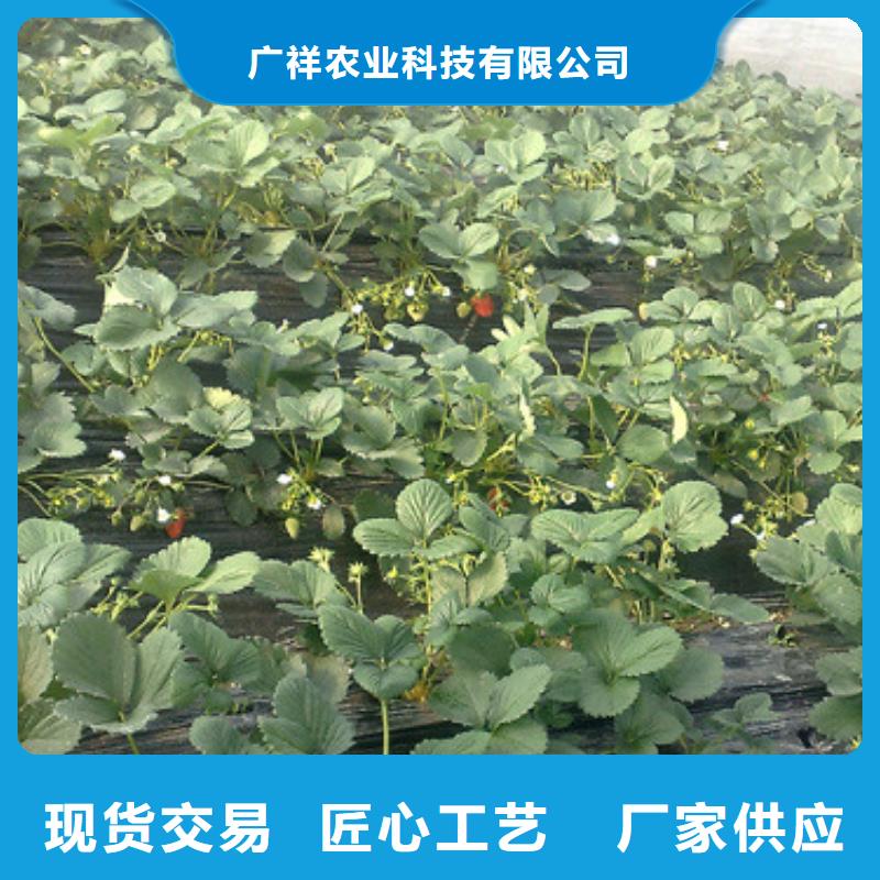 【草莓苗】大棚草莓苗产品细节参数