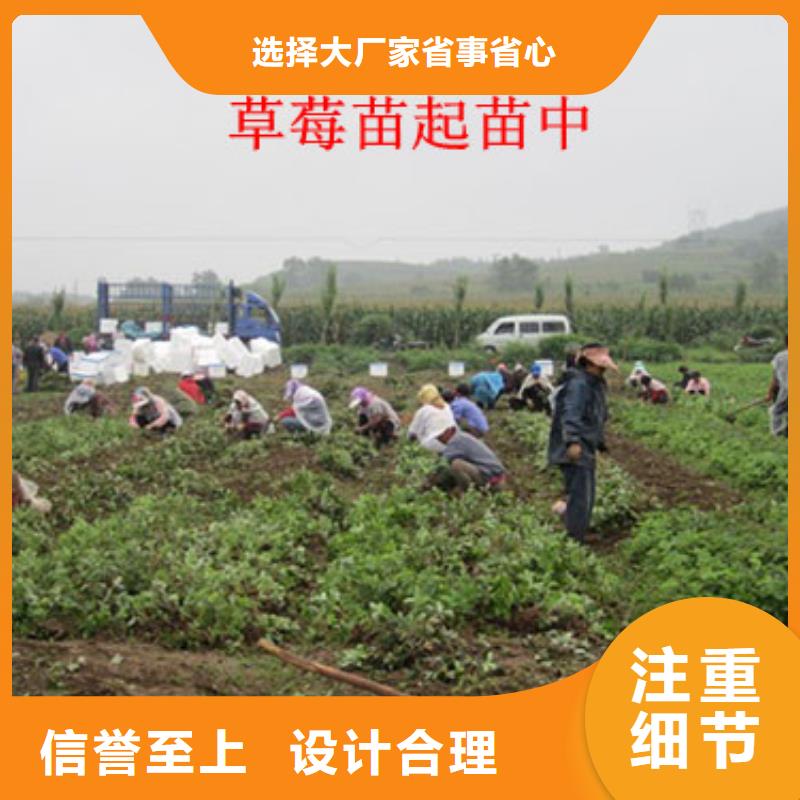 草莓苗果树苗批发基地层层质检