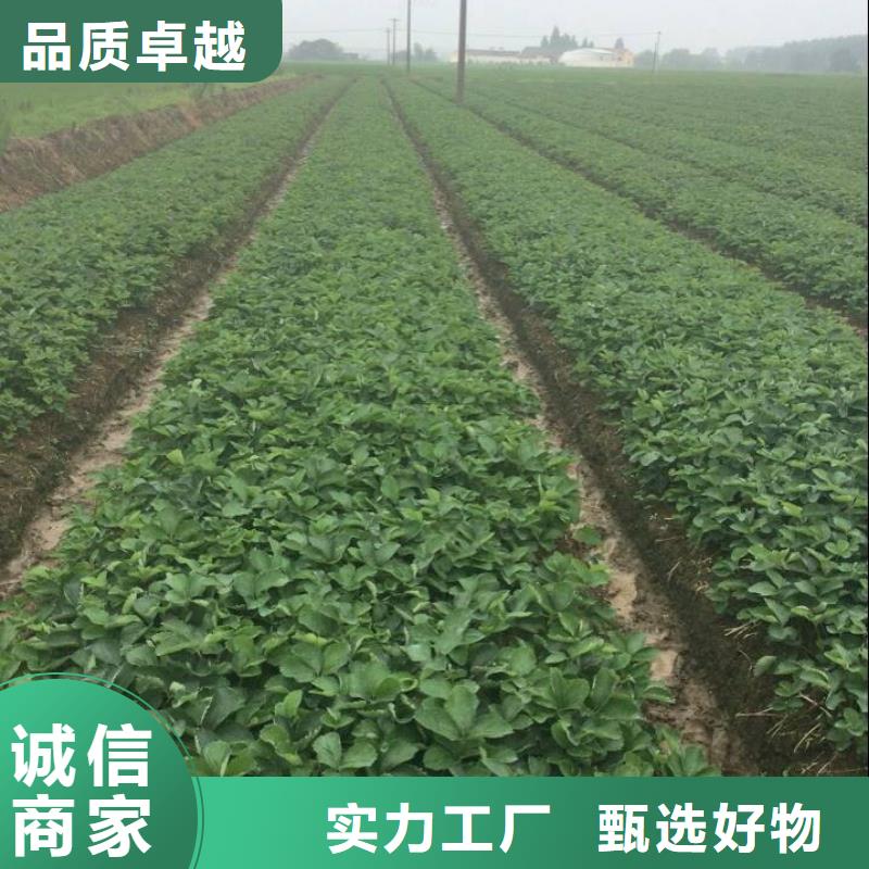 草莓苗梨树苗基地满足多种行业需求