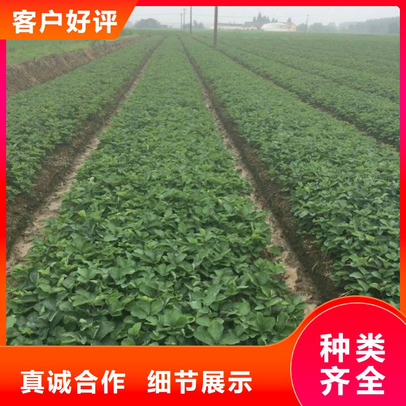 草莓苗【阳光玫瑰葡萄树苗】好厂家有担当