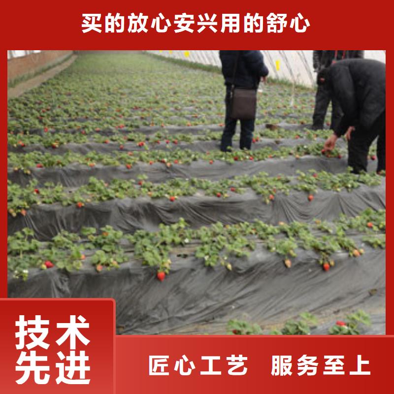 草莓苗柱状梨树苗让利客户