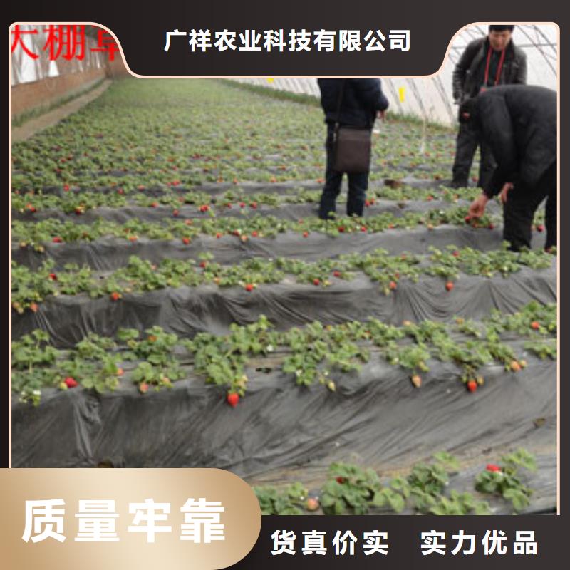 草莓苗_桃树苗质量优价格低