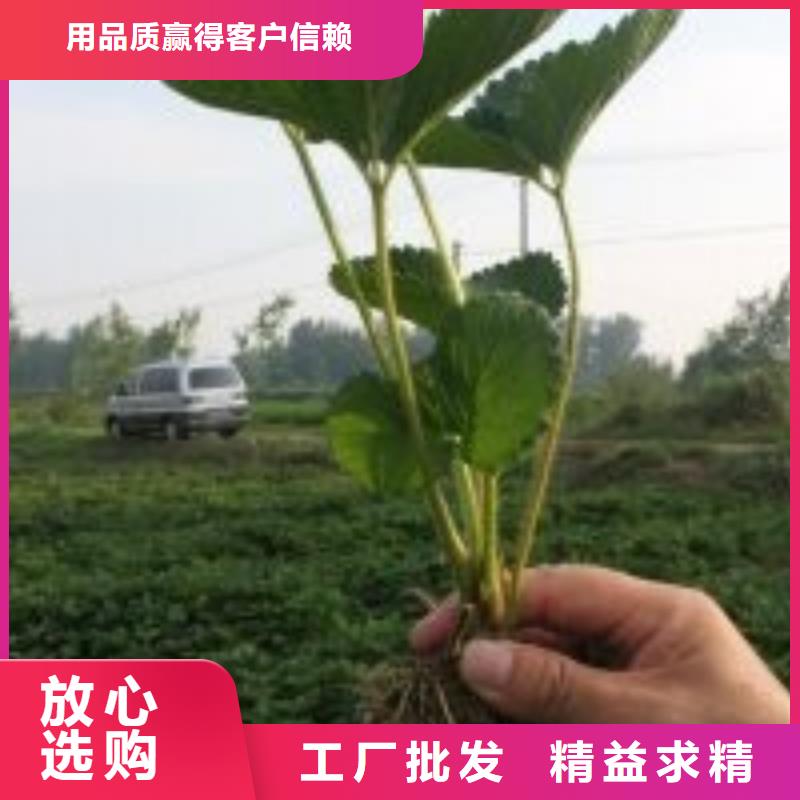 草莓苗_蟠枣树苗用心做好细节