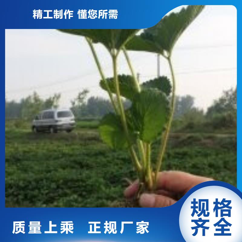 草莓苗果树苗批发基地用心服务