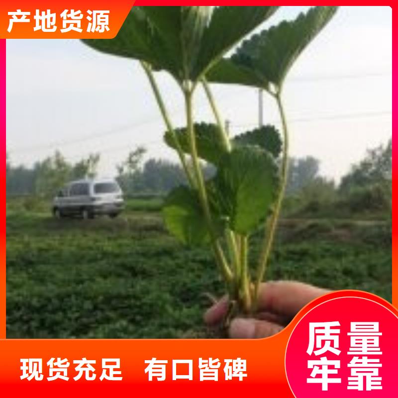 草莓苗-大棚草莓苗全品类现货