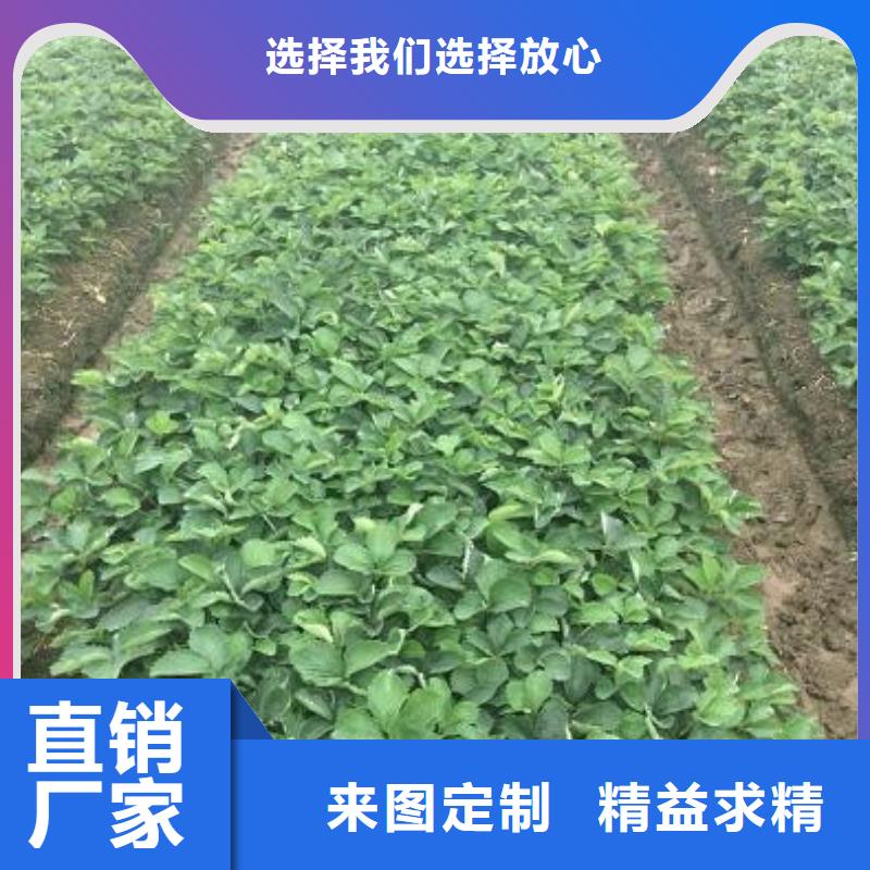 草莓苗青苹果树苗来图来样定制
