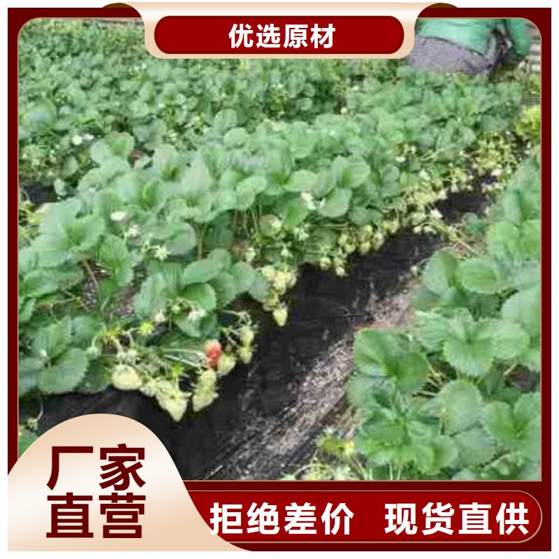 草莓苗【阳光玫瑰葡萄树苗】好厂家有担当