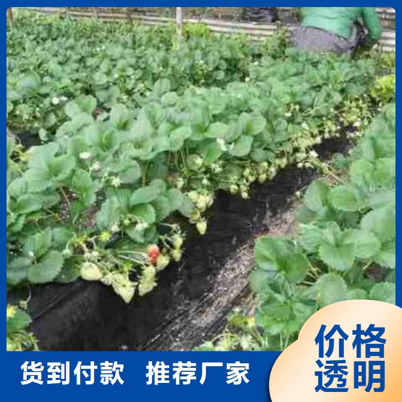 草莓苗-花椒树苗专业生产团队