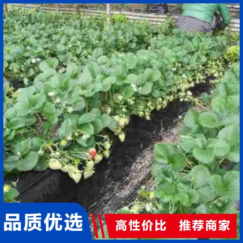 【草莓苗】草莓苗价格大品牌值得信赖