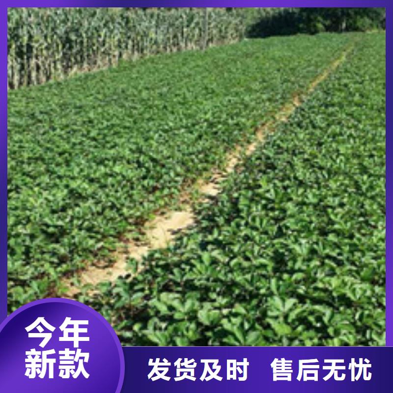 【草莓苗果树苗规格齐全实力厂家】