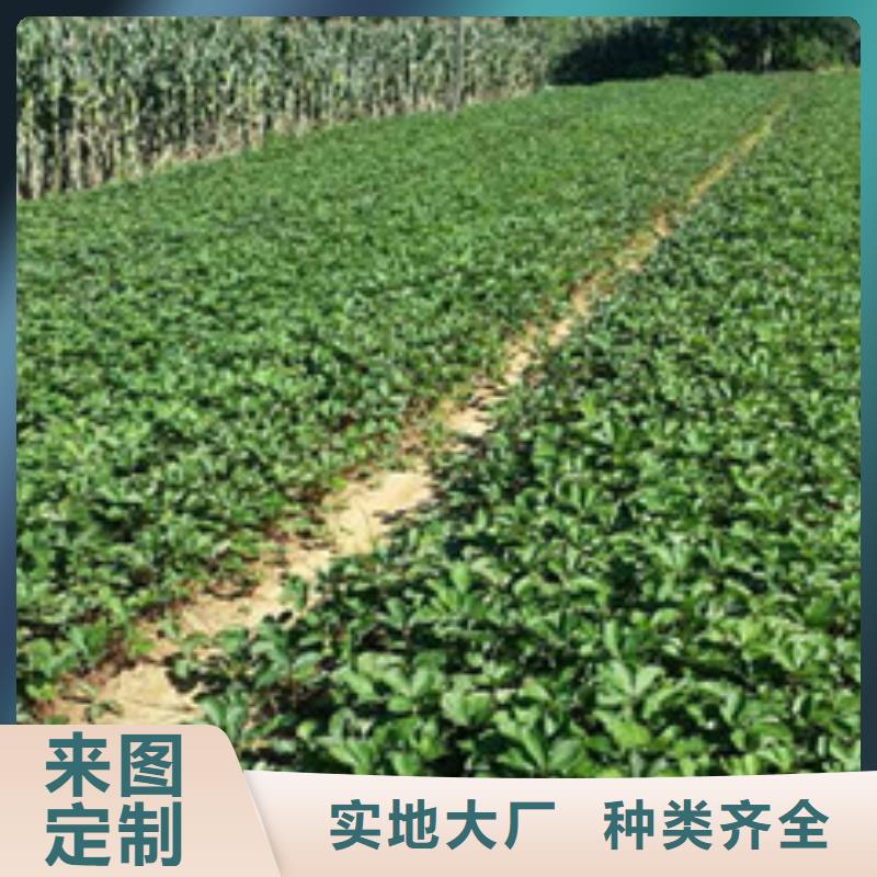 草莓苗葡萄苗值得买